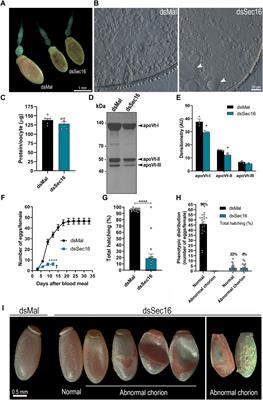 Knockdown of Sec16 causes early lethality and defective deposition of the protein Rp30 in the eggshell of the vector Rhodnius prolixus